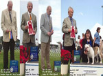 Jimmy - Winners Dog/Best of Winners and Breed